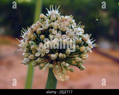 Boulonnage d'oignons, floraison ou boulonnage d'oignons mise en place de graines, fleurs d'oignons sur le potager en été, fleur d'oignon Banque D'Images