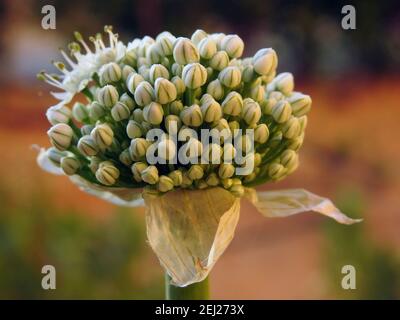 Boulonnage d'oignons, floraison ou boulonnage d'oignons mise en place de graines, fleurs d'oignons sur le potager en été, fleur d'oignon Banque D'Images