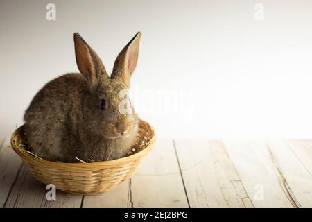 Mignon lapin de Pâques niché dans un panier avec fond blanc. Fond d'écran Spring avec espace de copie. Banque D'Images