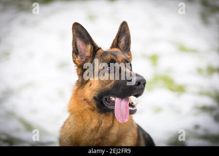 Le jeune Berger allemand exécute les commandes du propriétaire qui court dans la neige. Jouer avec l'anneau. Banque D'Images