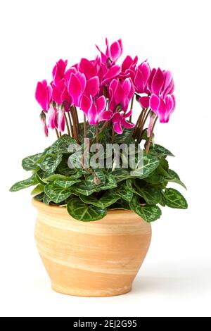 cyclamen persicum dans un pot sur fond blanc Banque D'Images