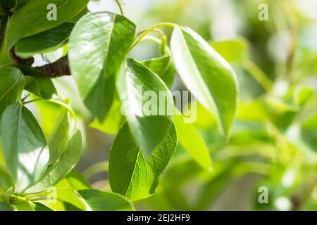 Des feuilles de poire vertes sont en gros plan sur une branche du jardin. Fond naturel vert printemps en plein soleil. Le concept d'une grande humeur, prospérité, spr Banque D'Images