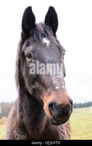 Cheval domestique pur-sang, vue de face portrait de la tête, marron, noir avec tache blanche, regardant directement l'appareil photo, Allemagne, Europe de l'Ouest Banque D'Images