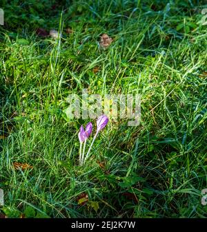 Isolé trois fleurs de crocus d'automne sur l'herbe à Moravskoslezske Beskydy Montagnes en République tchèque Banque D'Images