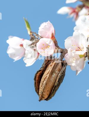les amandes fleurissent avec les amandes mûres de l'année dernière dans leur peau Banque D'Images