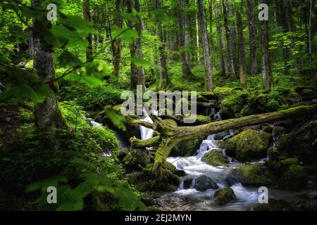 Forêt naturelle verte et tronc d'arbre sur Mountain River in Les Alpes bavaroises à Obersee (près de Königssee) Banque D'Images