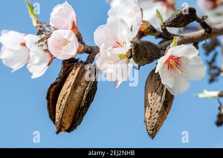 les amandes fleurissent avec les amandes mûres de l'année dernière dans leur peau Banque D'Images