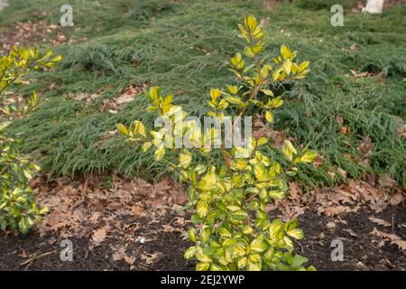 Végétation luxuriante d'hiver d'un jeune Evergreen hybride Highclere Holly (Ilex x altaclrensis) Culture dans une frontière herbacée dans un jardin en Rural Devon Banque D'Images