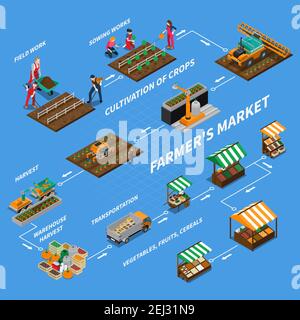 Organigramme isométrique du marché local de l'exploitation avec des images isolées représentant différentes étapes de production végétale et vecteur de vente illustraa Illustration de Vecteur