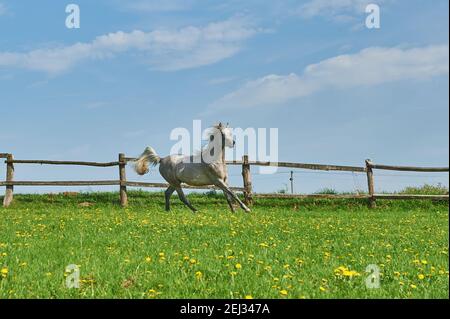 Chevaux arabes dans le paddock Banque D'Images