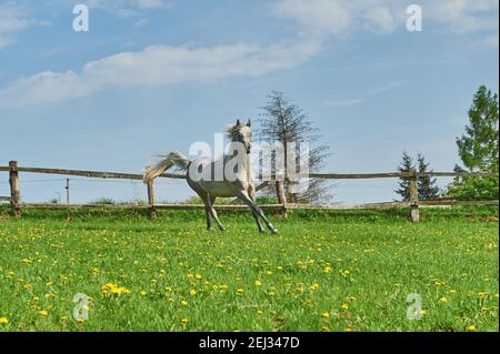 Chevaux arabes dans le paddock Banque D'Images