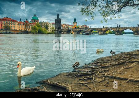 Ville européenne majestueuse avec de grands sites touristiques et historiques. Cygnes et canards boiteux sur les rives de la Vltava, Prague, République Tchèque, EUR Banque D'Images