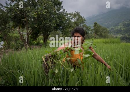 Pokhara, Népal. 09-15-2017. Femme dans un petit village dans les montagnes du Népal de collecte de riz. Banque D'Images