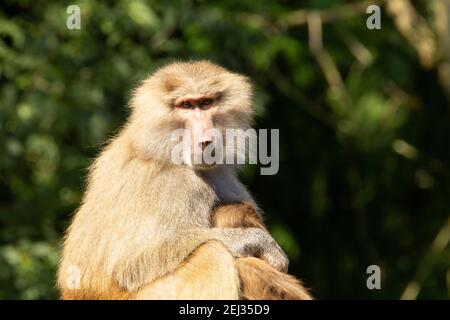 Babouin de Hamadryas (Papio hamadryas) Un babouin de Hamadryas femelle simple adulte avec un bébé avec un fond vert naturel Banque D'Images