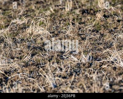 Un petit pipit songbird se cache dans l'herbe basse d'un champ de riz d'hiver jachère sur une petite ferme près de Yokohama, au Japon. Banque D'Images