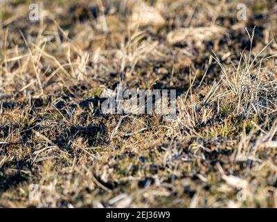 Un petit pipit songbird se cache dans l'herbe basse d'un champ de riz d'hiver jachère sur une petite ferme près de Yokohama, au Japon. Banque D'Images