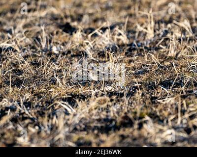 Un petit pipit songbird se cache dans l'herbe basse d'un champ de riz d'hiver jachère sur une petite ferme près de Yokohama, au Japon. Banque D'Images