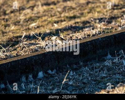 Un petit pipit songbird se cache dans l'herbe basse d'un champ de riz d'hiver jachère sur une petite ferme près de Yokohama, au Japon. Banque D'Images