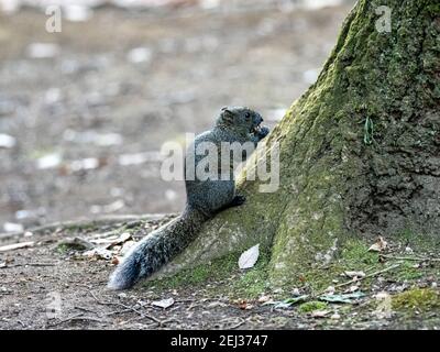 Un écureuil d'arbre à ventre rouge ou l'écureuil de Pallas, Callosciurus erythraeus, sur le tronc d'un arbre dans une forêt japonaise. Introduit depuis le continent, Banque D'Images