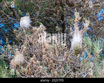 Nids de dèmes de pin (Thaumetopoea pityocampa) dans des pins à Andalucía, Espagne Banque D'Images