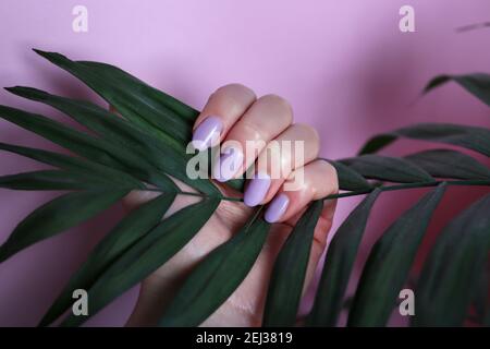 La main femelle aux ongles violets tient la feuille de palmier sur fond rose. Manucure et beauté Banque D'Images