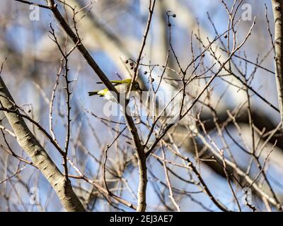 Un oeil blanc japonais, également appelé oeil blanc perniant ou oeil blanc de montagne, Zosterops japonicus, perché dans un arbre dans une forêt près de Yokohama, Japon. Banque D'Images
