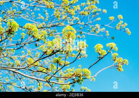 Bourgeons fleuris d'une érable d'arbre, érable fleuri au printemps sur un ciel clair Banque D'Images