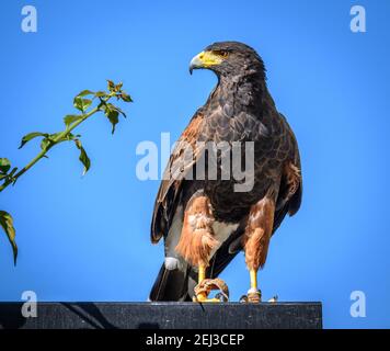 Harris Hawk, Funchal Madère Banque D'Images