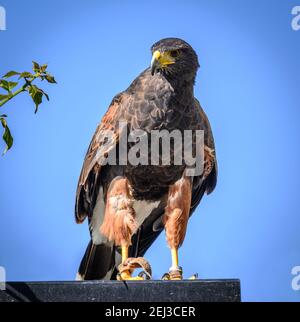 Harris Hawk, Funchal Madère Banque D'Images