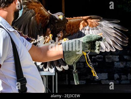 Harris Hawk, Funchal Madère Banque D'Images