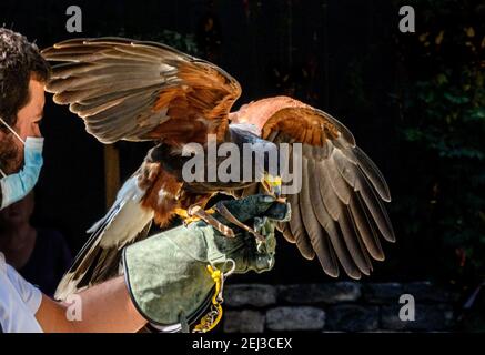 Harris Hawk, Funchal Madère Banque D'Images