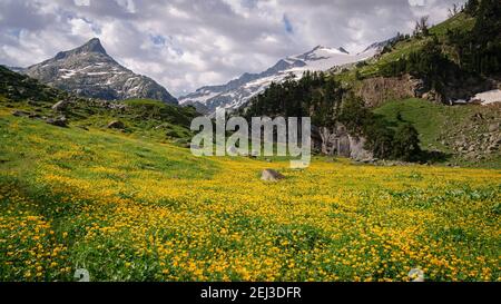 Prairies fleuries en été à Forau d'Aigualluts (Aneto, Benasque, Pyrénées, Espagne) ESP: Prados con flores en verano en el Forau d'Aigualluts Banque D'Images