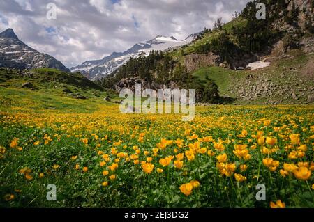 Prairies fleuries en été à Forau d'Aigualluts (Aneto, Benasque, Pyrénées, Espagne) ESP: Prados con flores en verano en el Forau d'Aigualluts Banque D'Images