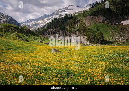 Prairies fleuries en été à Forau d'Aigualluts (Aneto, Benasque, Pyrénées, Espagne) ESP: Prados con flores en verano en el Forau d'Aigualluts Banque D'Images