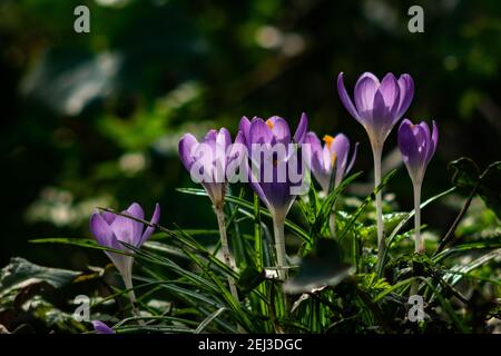 Alexandra Palace, Londres, Royaume-Uni 21 février 2021. Les crocus fleurissent au soleil lors d'un printemps doux comme le matin à Alexandra Palace, dans le nord de Londres (c) Paul Swinney/Alamy Live News Banque D'Images