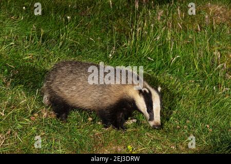 Badger (Meles meles) la nuit, Arran., Écosse, Royaume-Uni Banque D'Images