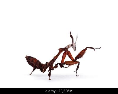 Vue latérale de Ghost Mantis aka Phyllotrania paradoxa nymph. Côtés debout avec un patte en position kung fu. Isolé sur fond blanc. Banque D'Images