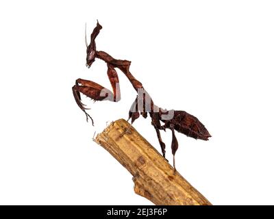 Vue latérale de Ghost Mantis aka Phyllotrania paradoxa nymph. Les côtés debout en position de prière sur le bord du bâton de bois. Isolé sur fond blanc Banque D'Images