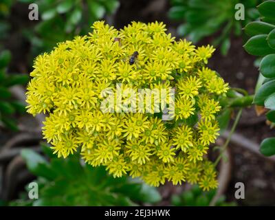 Fleurs jaunes d'aeonium arboreum. Malaga, Espagne. Banque D'Images