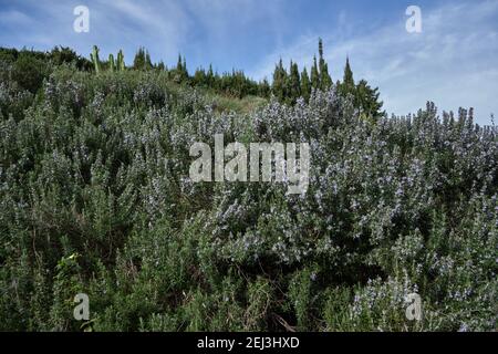 Rosmarin, Rosmarinus officinalis, romarin. Malaga, Espagne. Banque D'Images