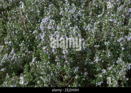 Rosmarin, Rosmarinus officinalis, romarin. Malaga, Espagne. Banque D'Images