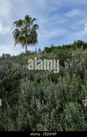 Rosmarin, Rosmarinus officinalis, romarin avec un palmier washingtonia robusta en arrière-plan.Malaga, Espagne. Banque D'Images