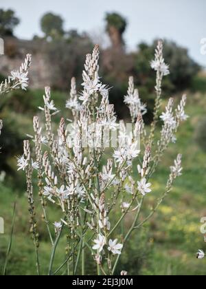 Fleurs d'Asphodel blanc (Asphodelus albus). Malaga, Espagne. Banque D'Images