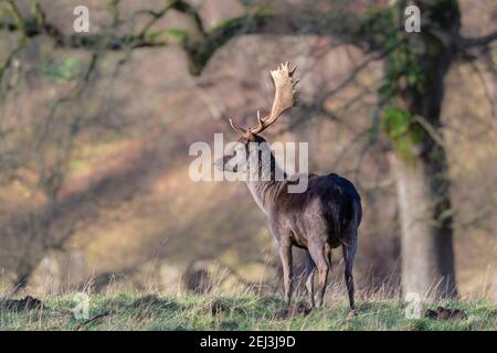 Melanistic buck daim (Dama dama), Levens Deer Park, Cumbria, Royaume-Uni Banque D'Images