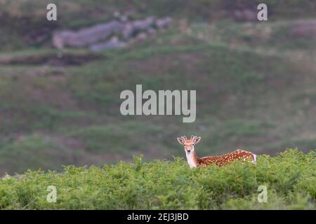 Cerf de Virginie (Dama dama), parc Billsmoor, parc national de Northumberland, Royaume-Uni Banque D'Images