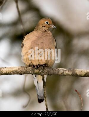 Vue en gros plan de Dove en deuil perchée sur une branche d'arbre avec un arrière-plan flou dans son environnement et son habitat. Image. Image. Portrait. Stock Dove Banque D'Images