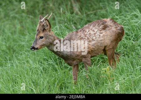 ROE Buck (Capranolus capranolus), Royaume-Uni Banque D'Images