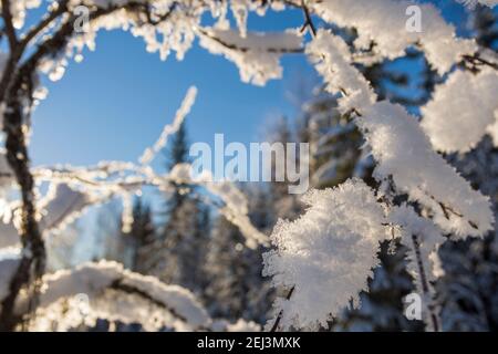 Vue à travers un cadre de brindilles avec des cristaux de neige à l'avant et un arrière-plan innet de forêt neigeuse et un ciel bleu, image de Vasternorrland Suède. Banque D'Images