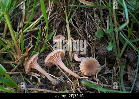 Le Rosy Navel (Contumyces rosellus) est un champignon non comestible , une photo marquante Banque D'Images