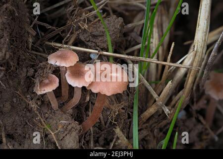 Le Rosy Navel (Contumyces rosellus) est un champignon non comestible , une photo marquante Banque D'Images